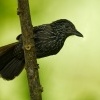 Mravencik kostaricky - Thamnophilus bridgesi - Black-hooded Antshrike 1597